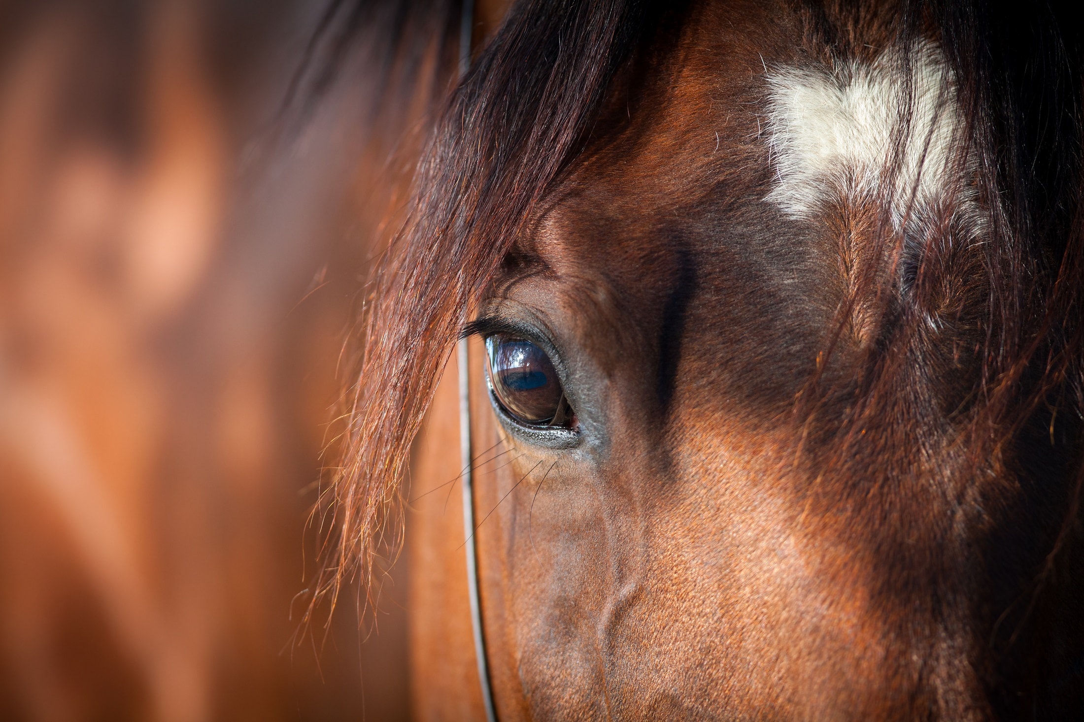 Horseprofile_Ruiterprofiel-min-2